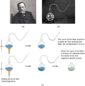 Spontaneous Generation: Redi Experiment