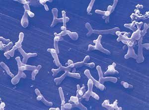 bifidobacterium